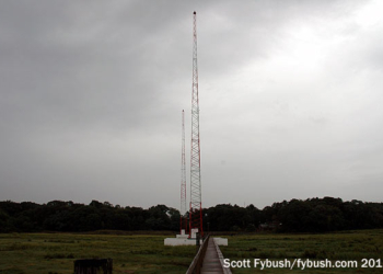Looking out into the swamp