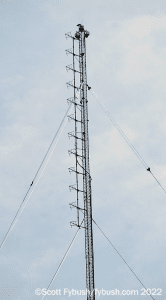 WAFX antenna